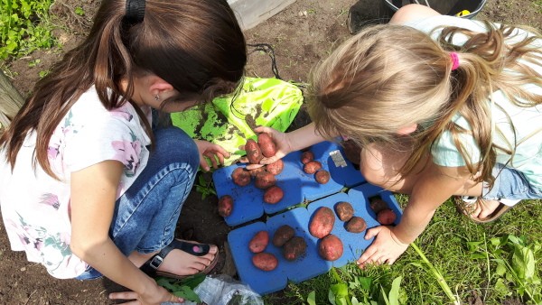 Aardappel centraal tijdens Nationale Buitenlesdag en Week van de Schooltuin