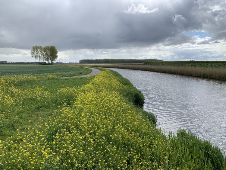 Gele linten: teken aan de wand