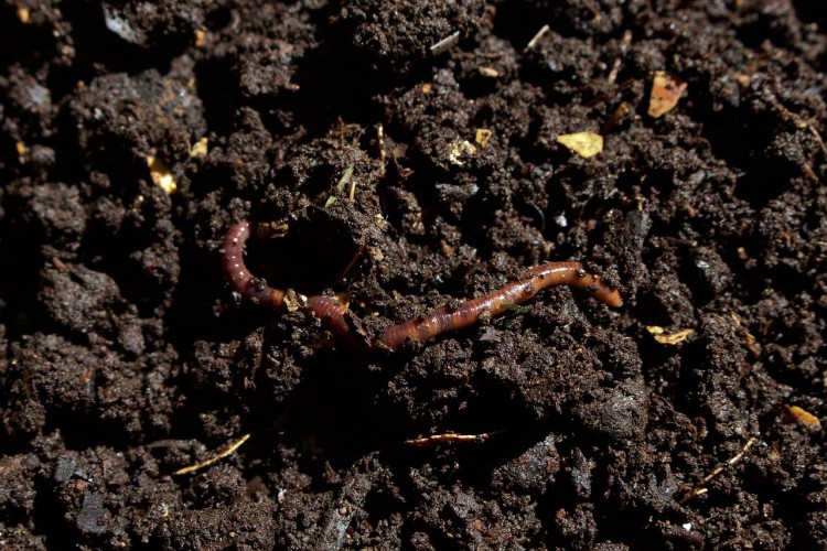Regenwormen oorzaak hoge concentraties PFAS in eieren hobbykippen