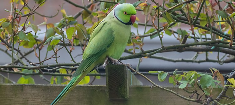Wat zijn de knalgroene krijsende vogels in ons dorp?