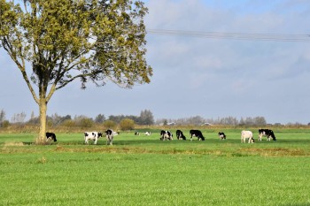 CDA Zuid-Holland: stikstofaanpak moet eerlijker verdeeld worden