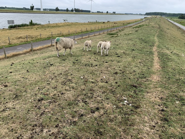 Bloemdijken: eindeloos touwtrekken