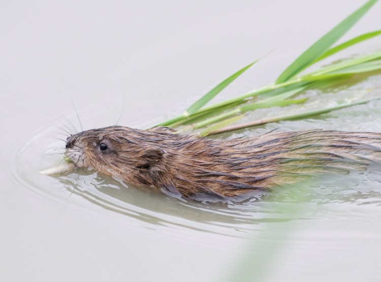 Rivierenland dringt aantal muskusratten terug