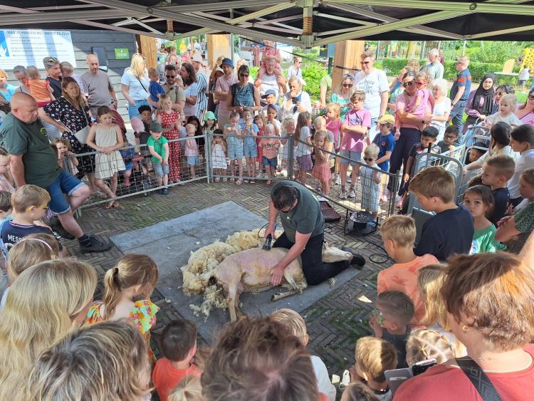 Goed bezocht schaapscheerdersfeest op de Kiboe-hoeve