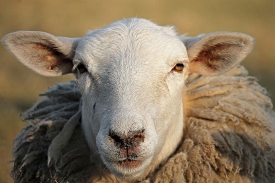 Vrijwilligers gezocht voor de kinderboerderij