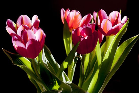 Natuuractiviteit jeugd  "We vieren de lente"