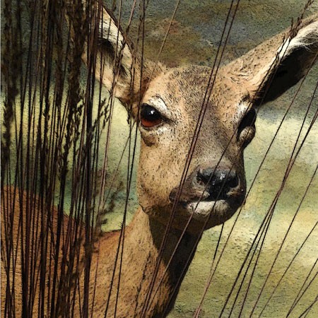 Oh Deer: Joke Maarleveld exposeert