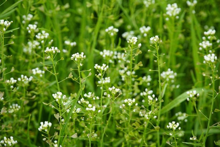 Natuuractiviteit jeugd  "Bloemenmiddag"
